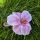 Pink orchidea hajcsipesz, hajbavaló virág.