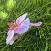 Pink orchidea hajcsipesz, hajbavaló virág.