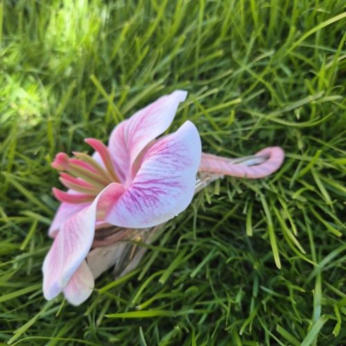 Pink orchidea hajcsipesz, hajbavaló virág.