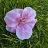 Pink orchidea hajcsipesz, hajbavaló virág.